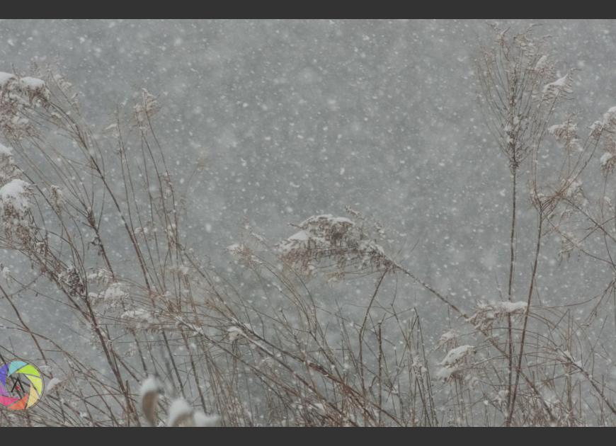 Snowy One
