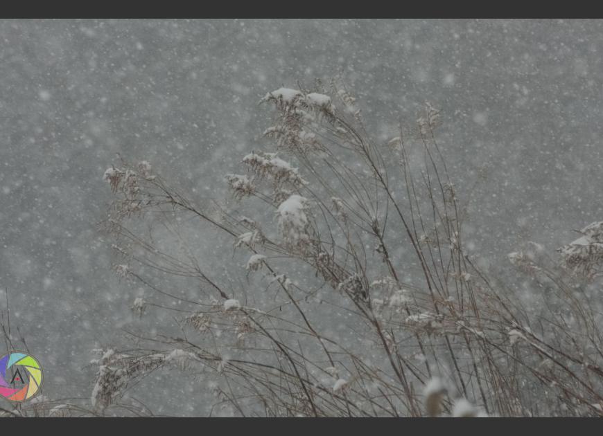 Snowy Two