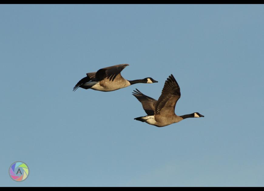 Birds of a Feather