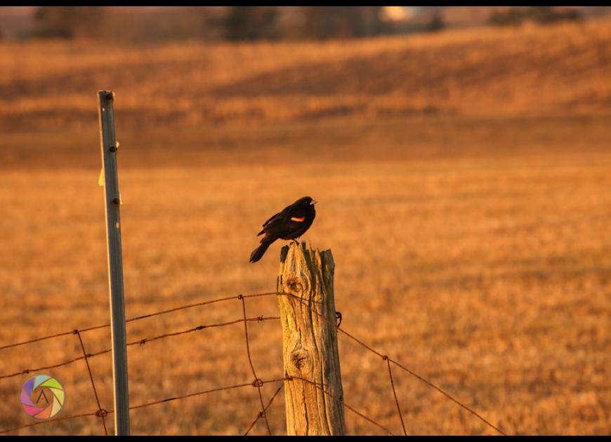 Bird Day