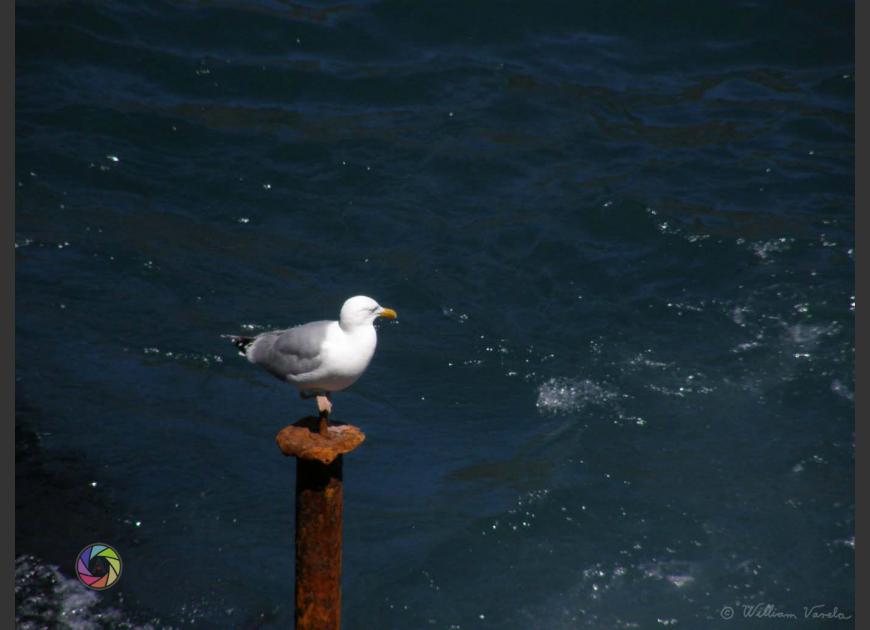 Sea Gull