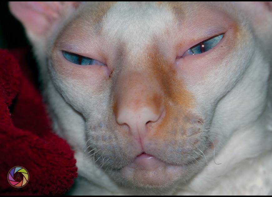 Marcel Sleepy