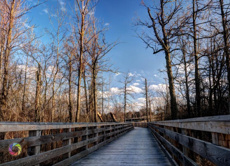 McKenzie Marsh Bridge