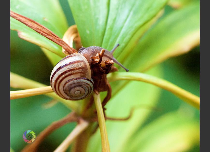 Merlin's Hollow Snail