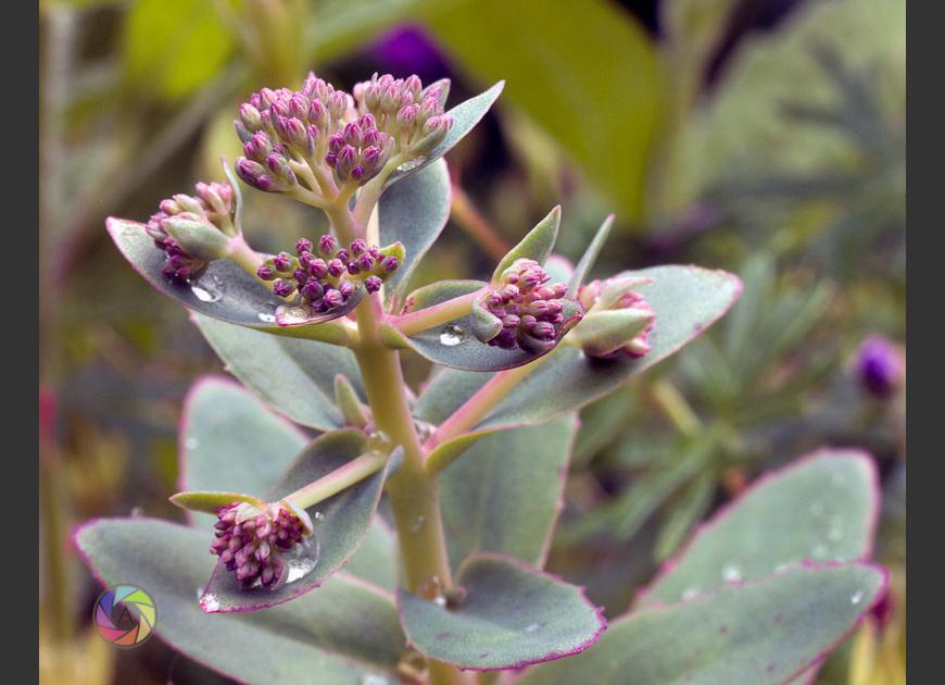 Little Buds