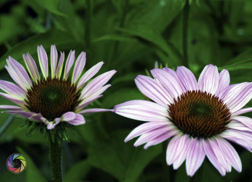 Two Flowers