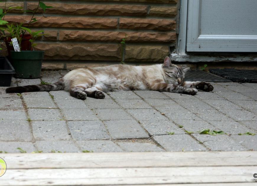 Sleeping Cat