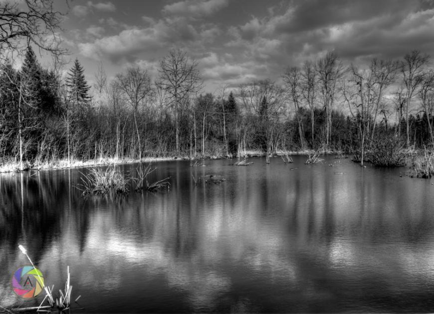 Marsh Reflections