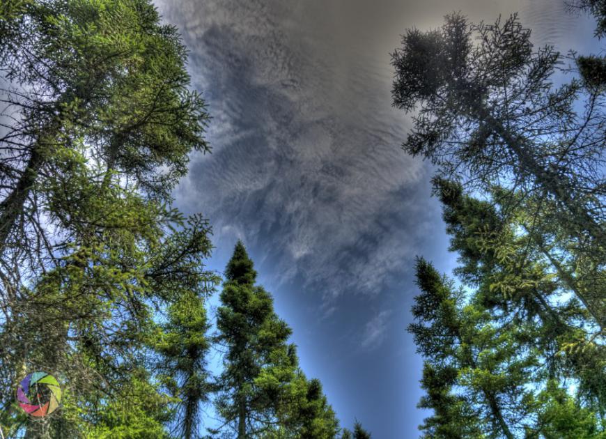 Trees & Sky