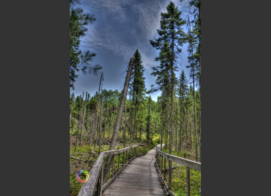 Walkway with Fallen Trees