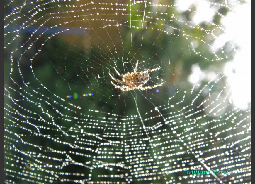 Spider