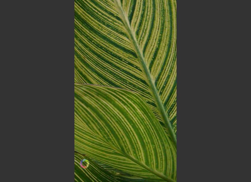 varigated canna leaf
