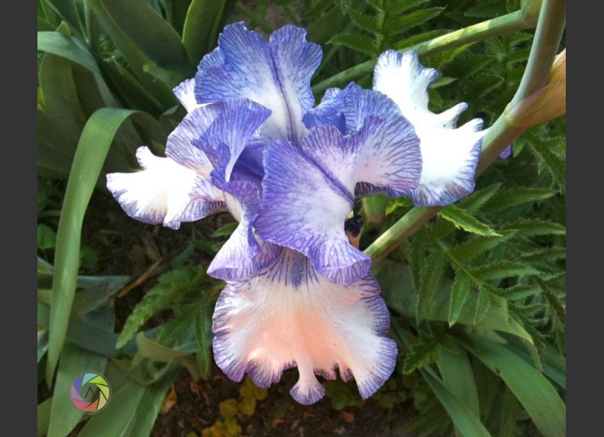iris