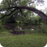 Curved Tree