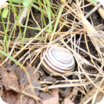 escargot anyone?