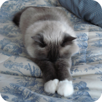 birman