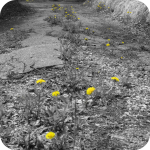 Abandoned but with new life