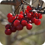Berries.