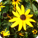 Black Eye Susan