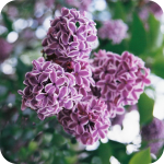picture of lilac