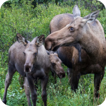 mom & twins 