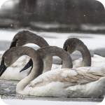 Trumpeter Swans