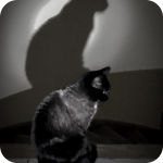 Full moon for a Halloween Cat.