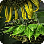 Grasshopper debate