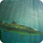 The Shark