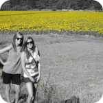Sunflowers in Umbria