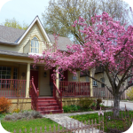 Blooming crapapple tree