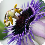 Flower_Macro