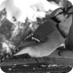 Pat_Bird_Black_and_White