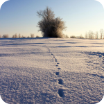 Pat Hartley Winter Scene #2