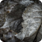 Fallen Leaves