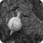 SnailBW in NFLD