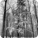 Sheppard's Bush Tree