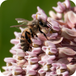 Arboretum Bee