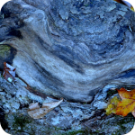 Mono Trunk