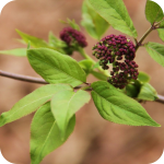 Purple flower - Oak Ridges Moraine
