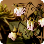 Used Up Flowers