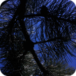 newgrowtholdtree