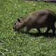 Big_Rat