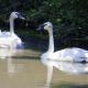 Swan Garden2