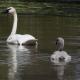 Swan Garden3