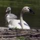 Swan Garden4