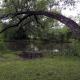 Curved Tree