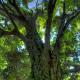 Hillary_House_Tree