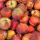 Roncesvalles_Peaches