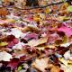 leafs